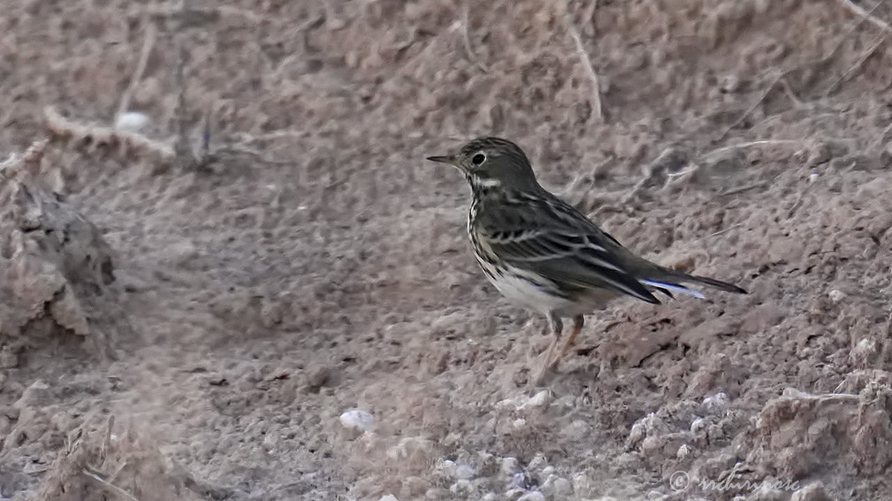 Meadow pipit