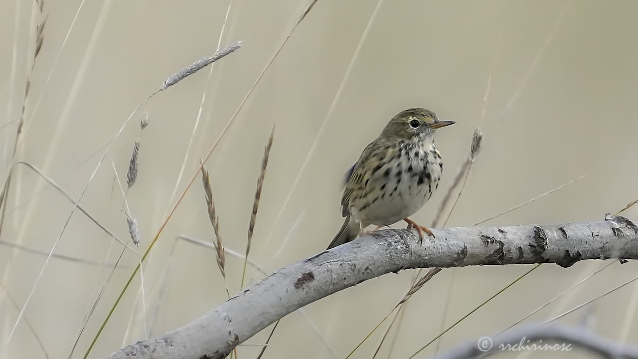 Meadow pipit