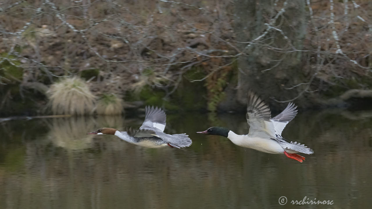 Goosander