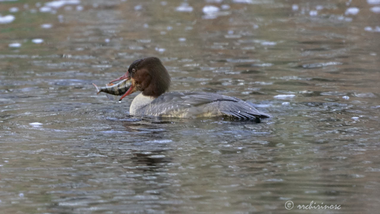 Goosander