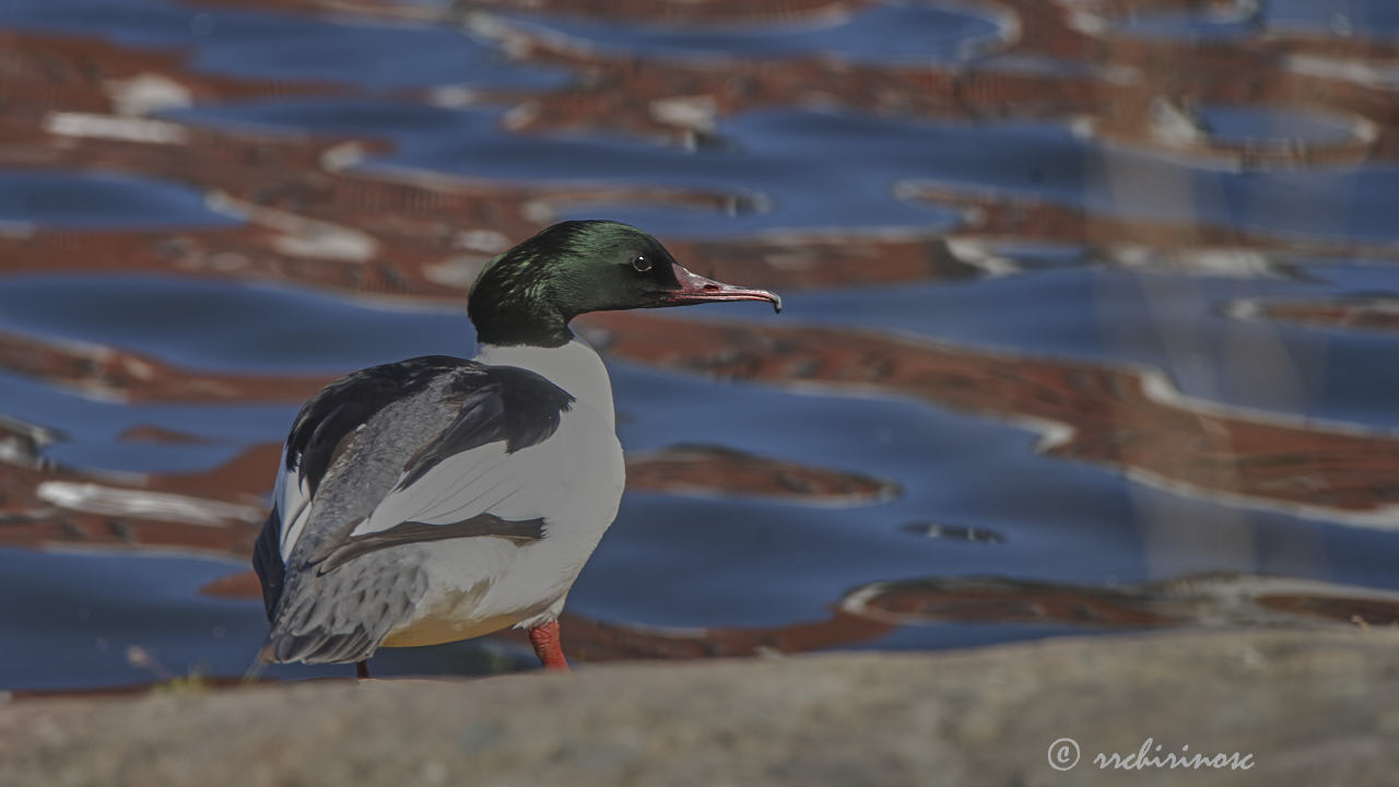 Goosander