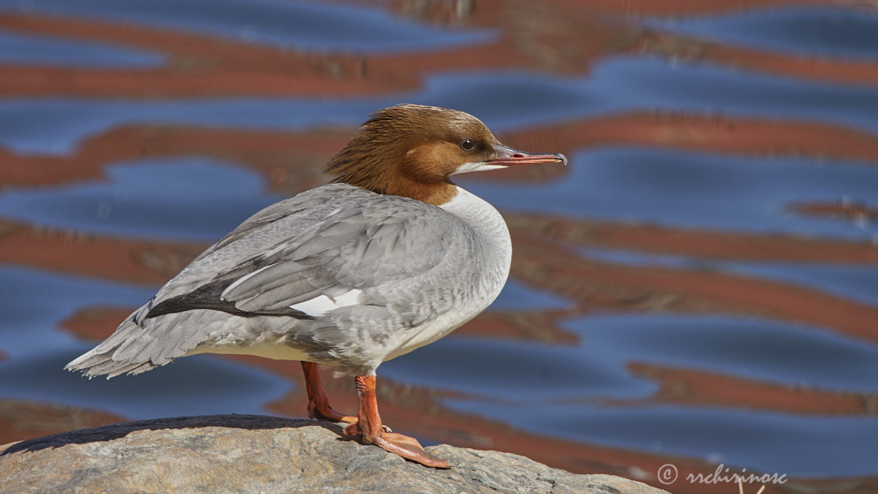 Goosander