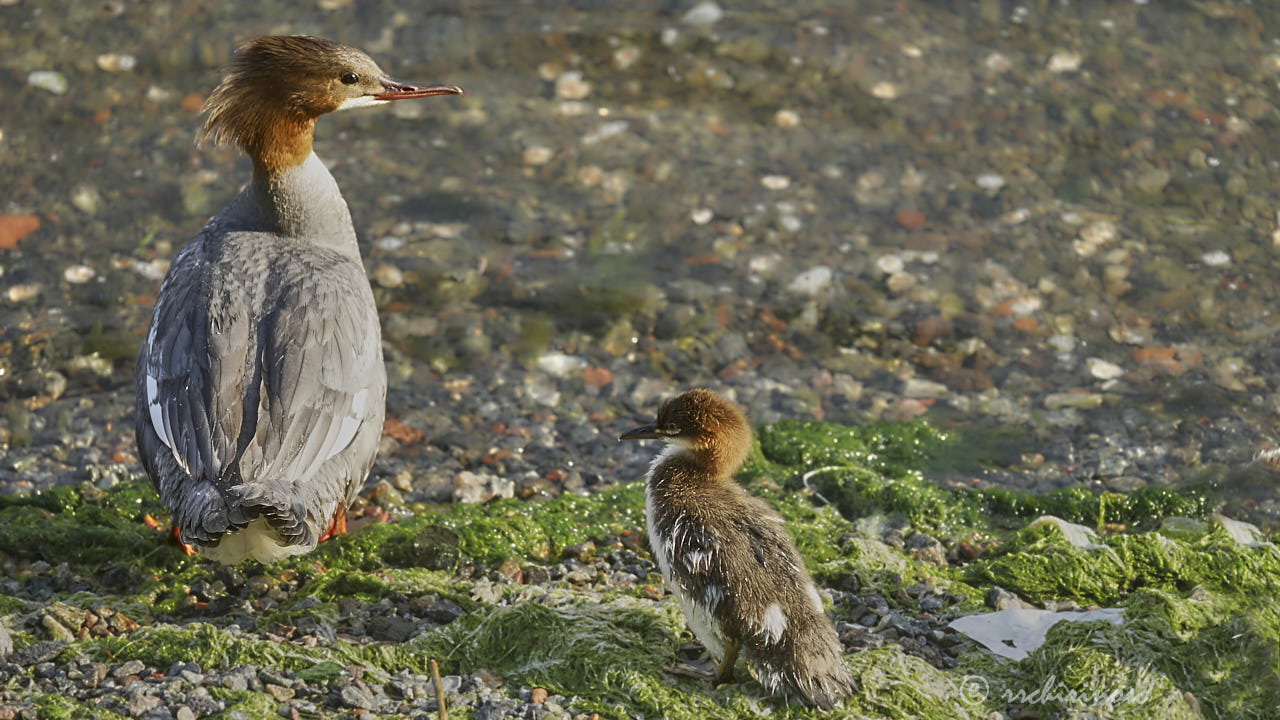 Goosander