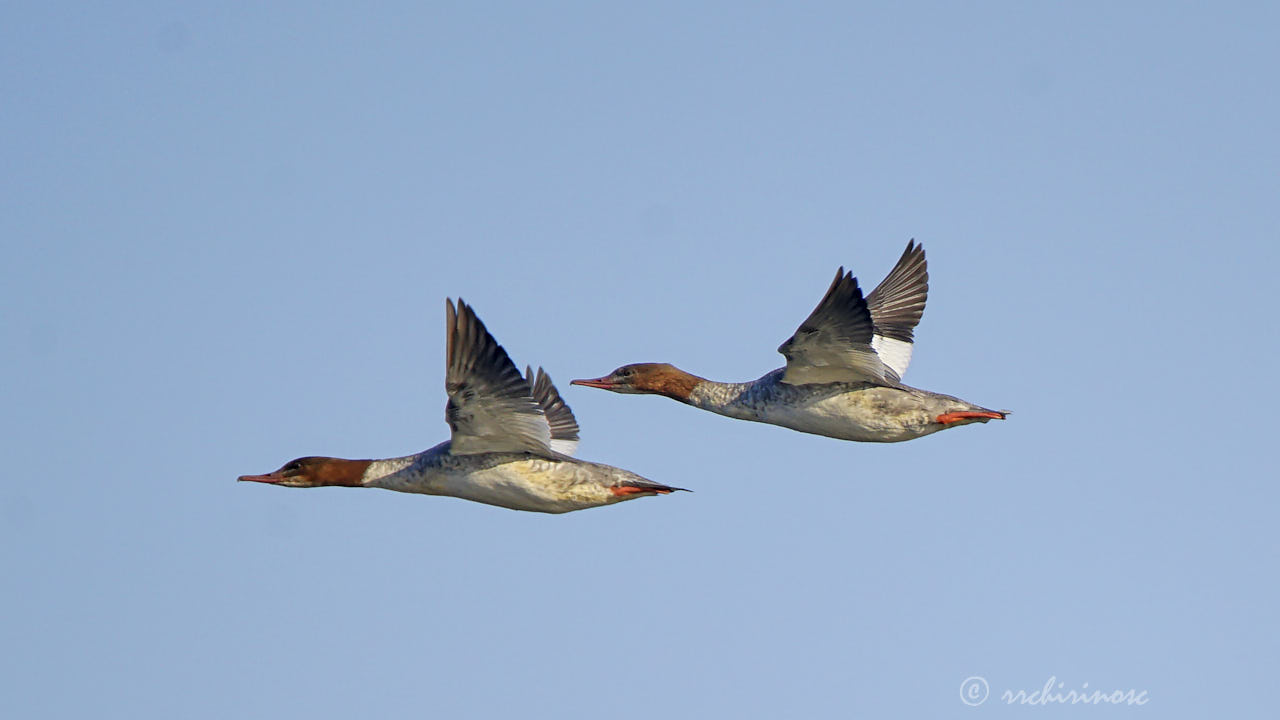 Goosander