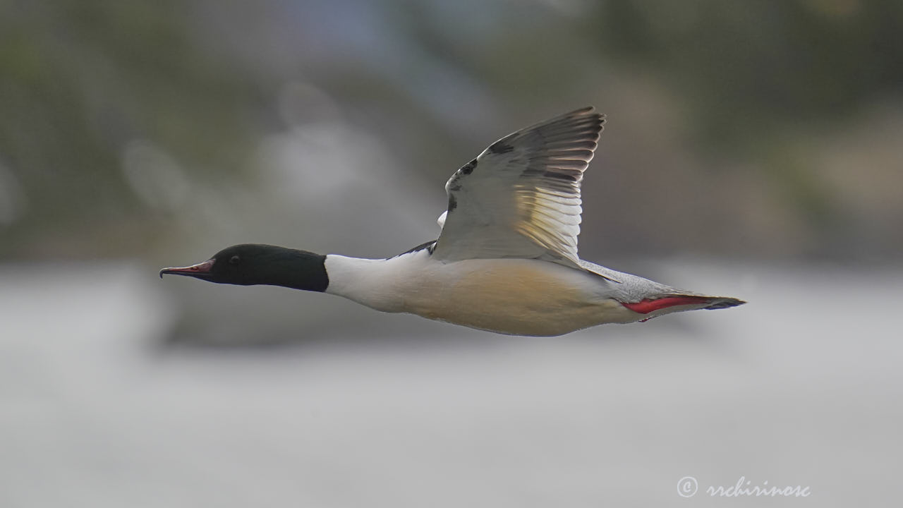 Goosander