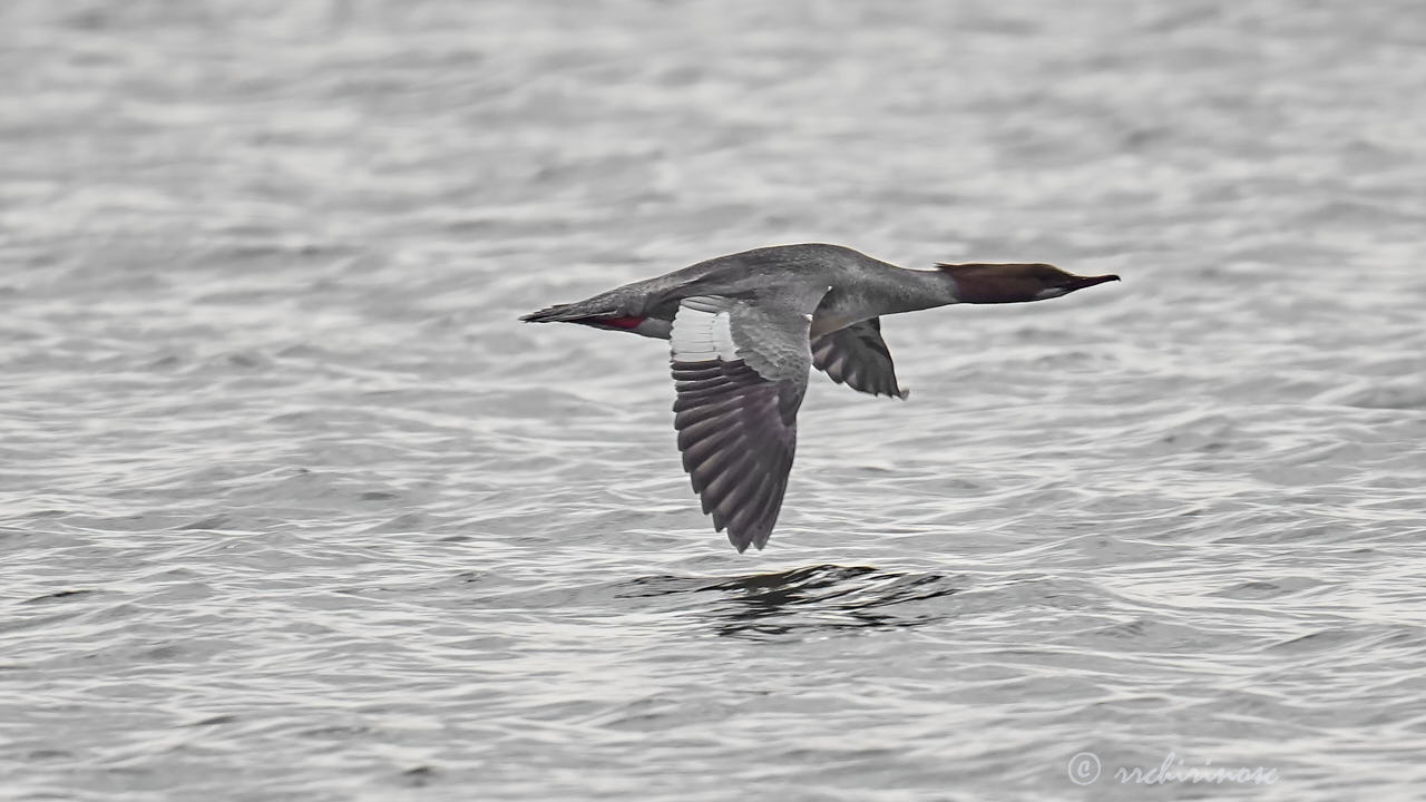 Goosander