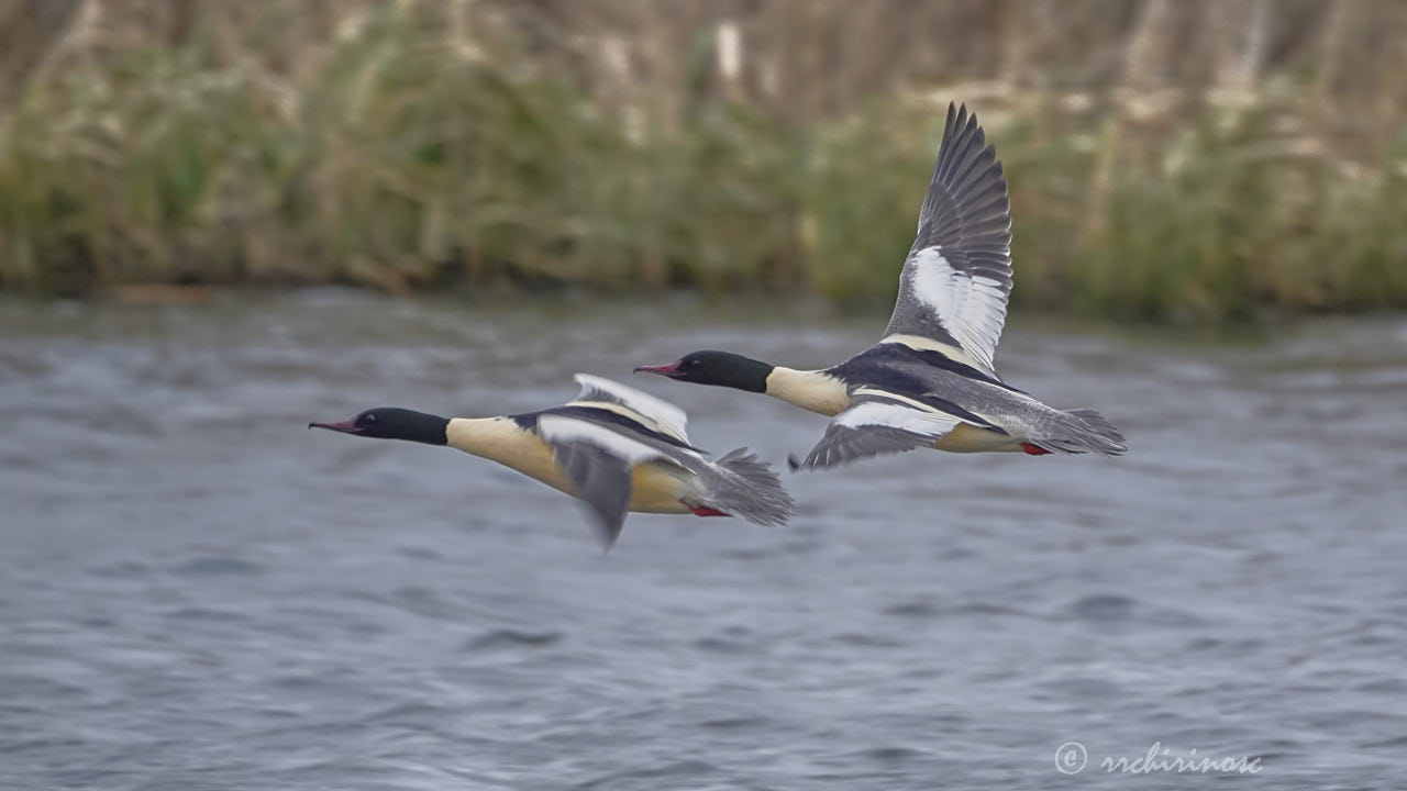 Goosander