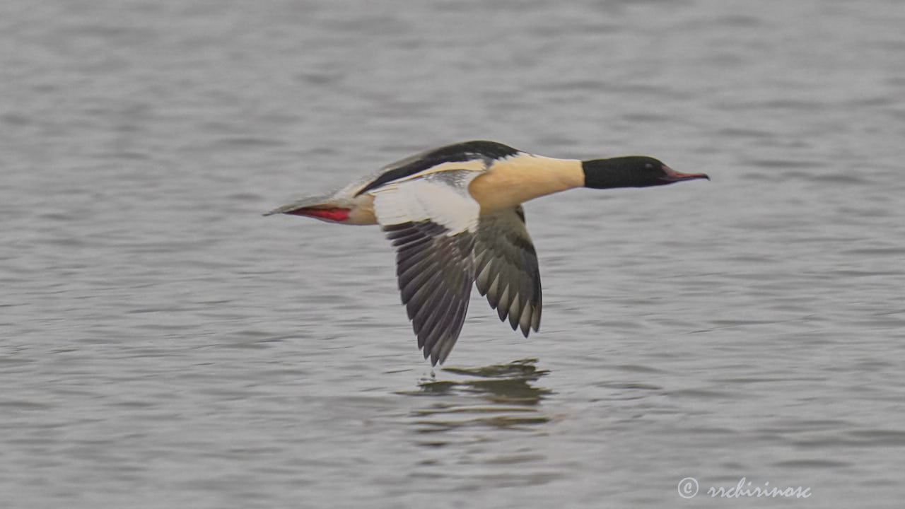 Goosander