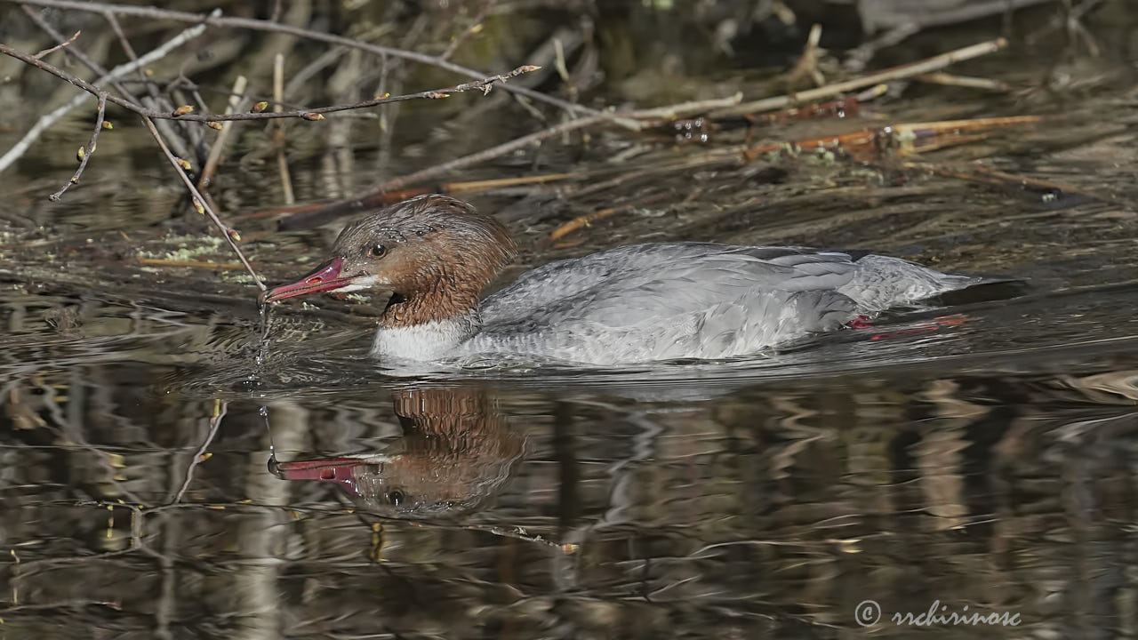 Goosander