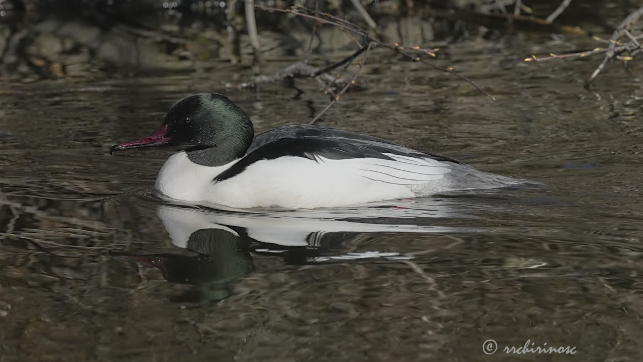 Goosander