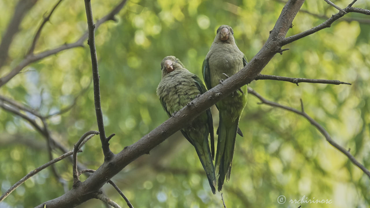 Monk parakeet