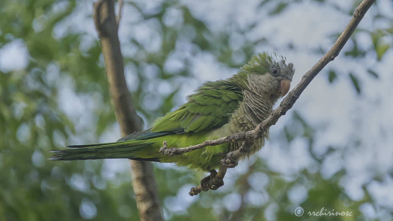 Monk parakeet