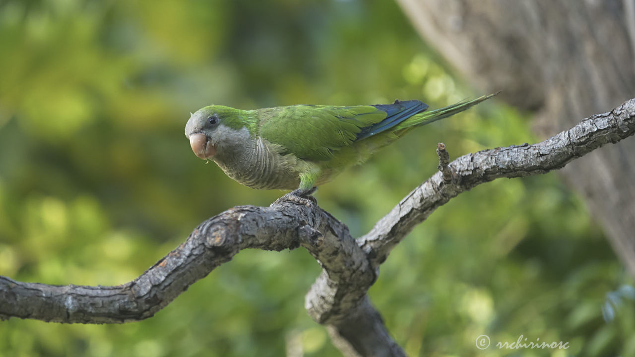 Monk parakeet