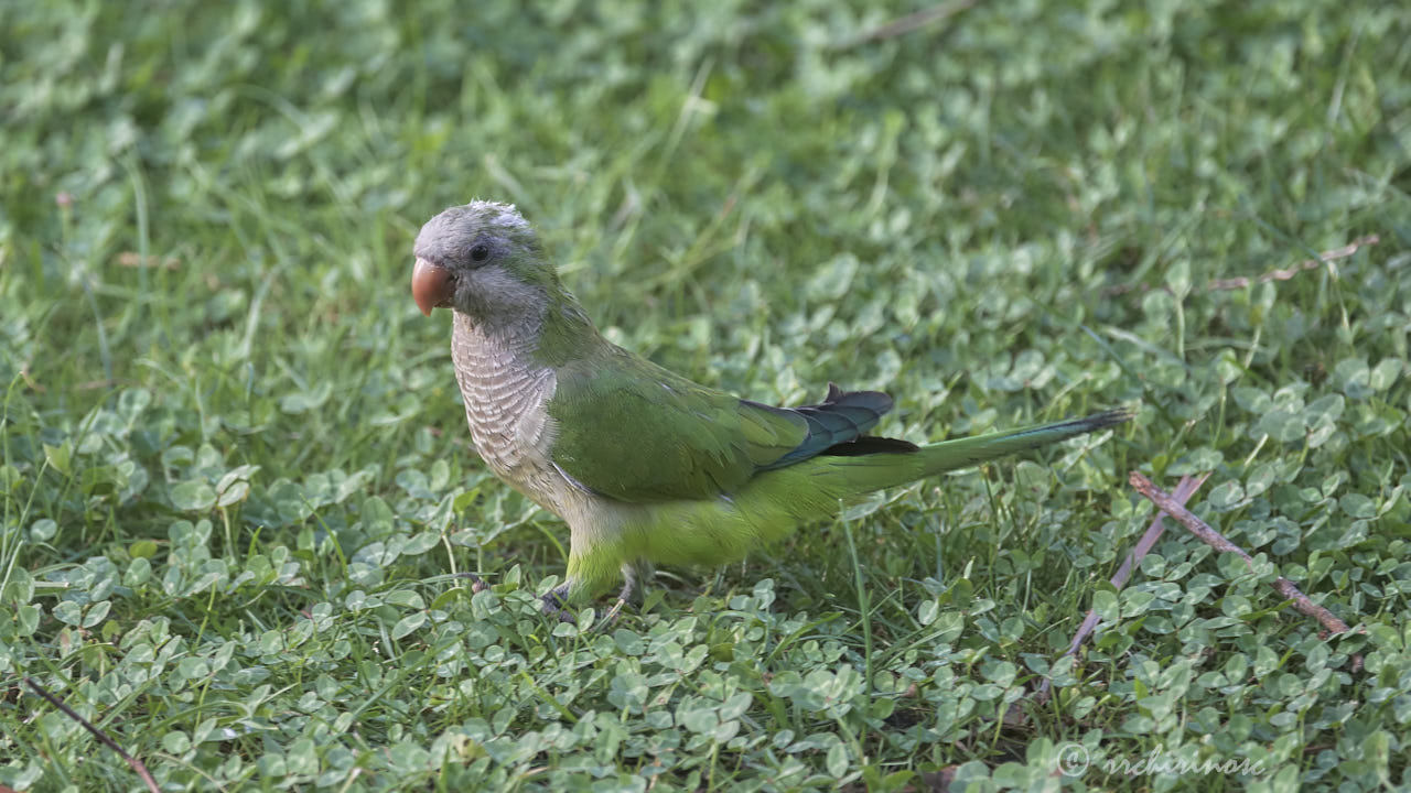 Monk parakeet