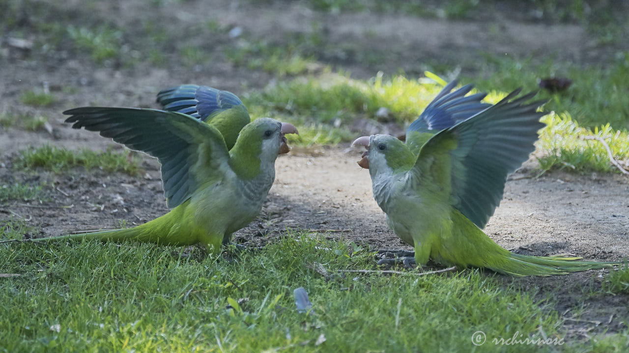 Monk parakeet