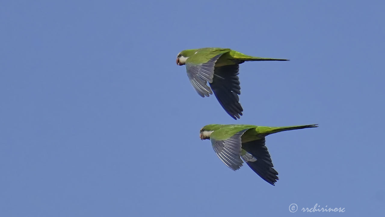 Monk parakeet