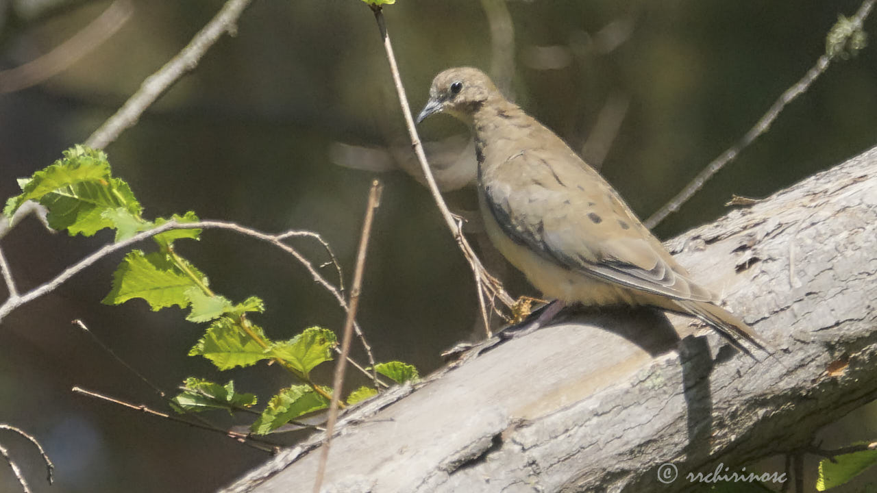 Mourning dove