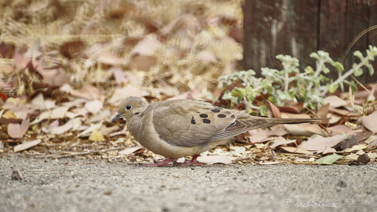 Mourning dove