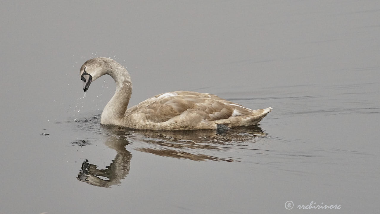 Mute swan