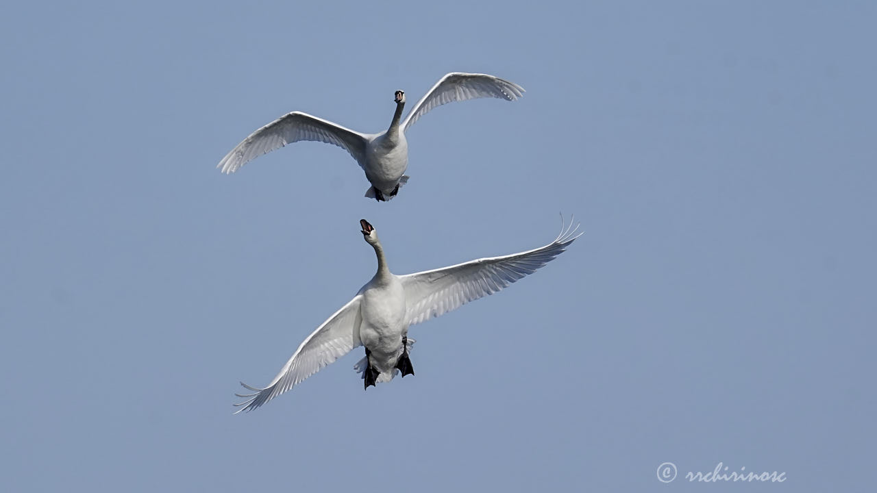 Mute swan