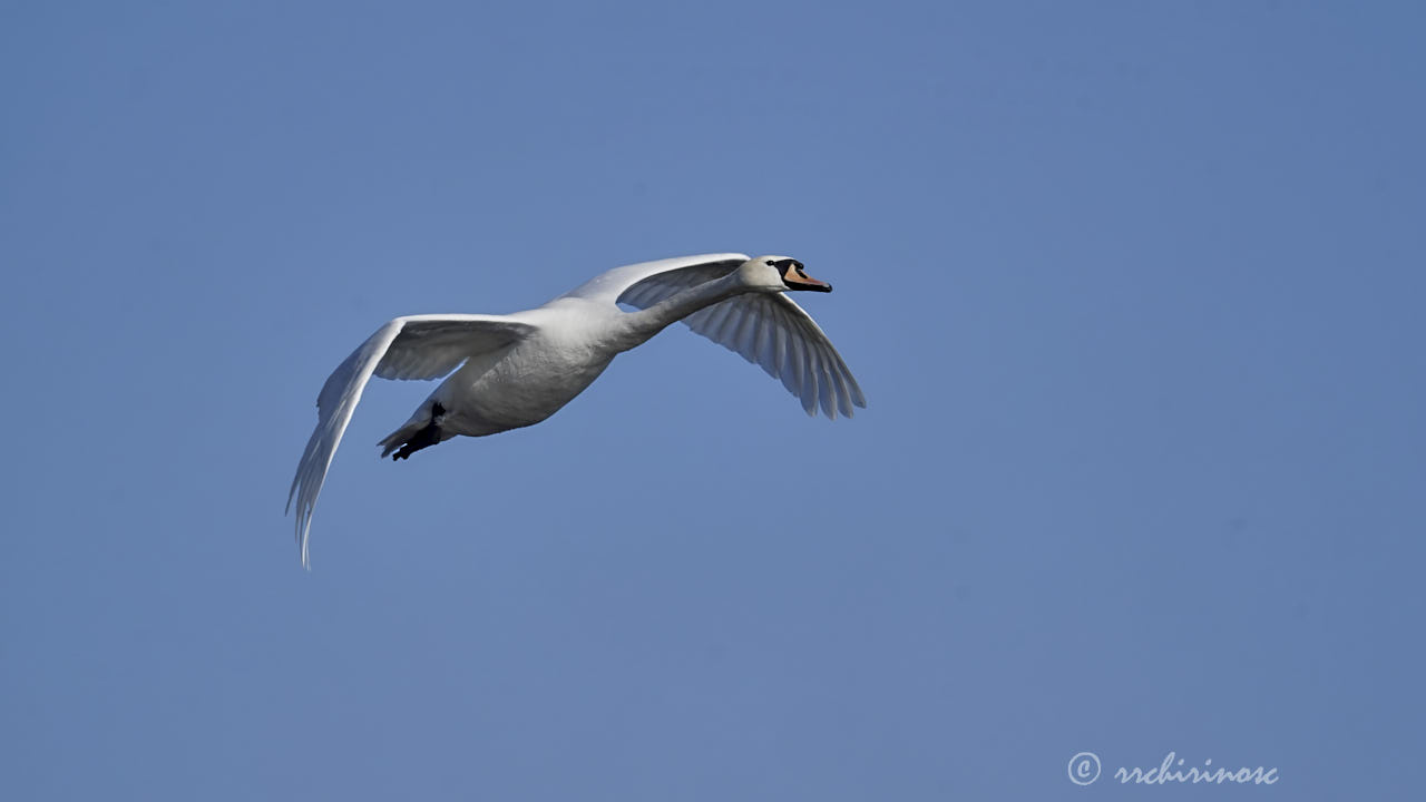 Mute swan