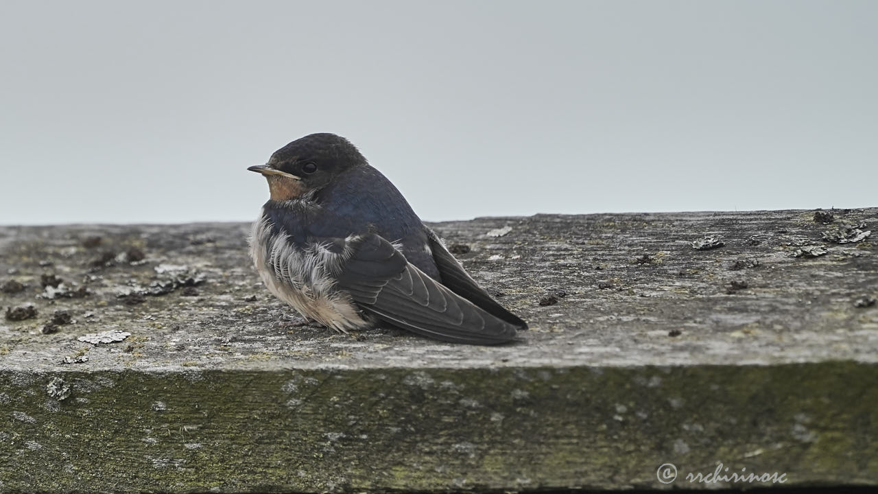 Barn swallow