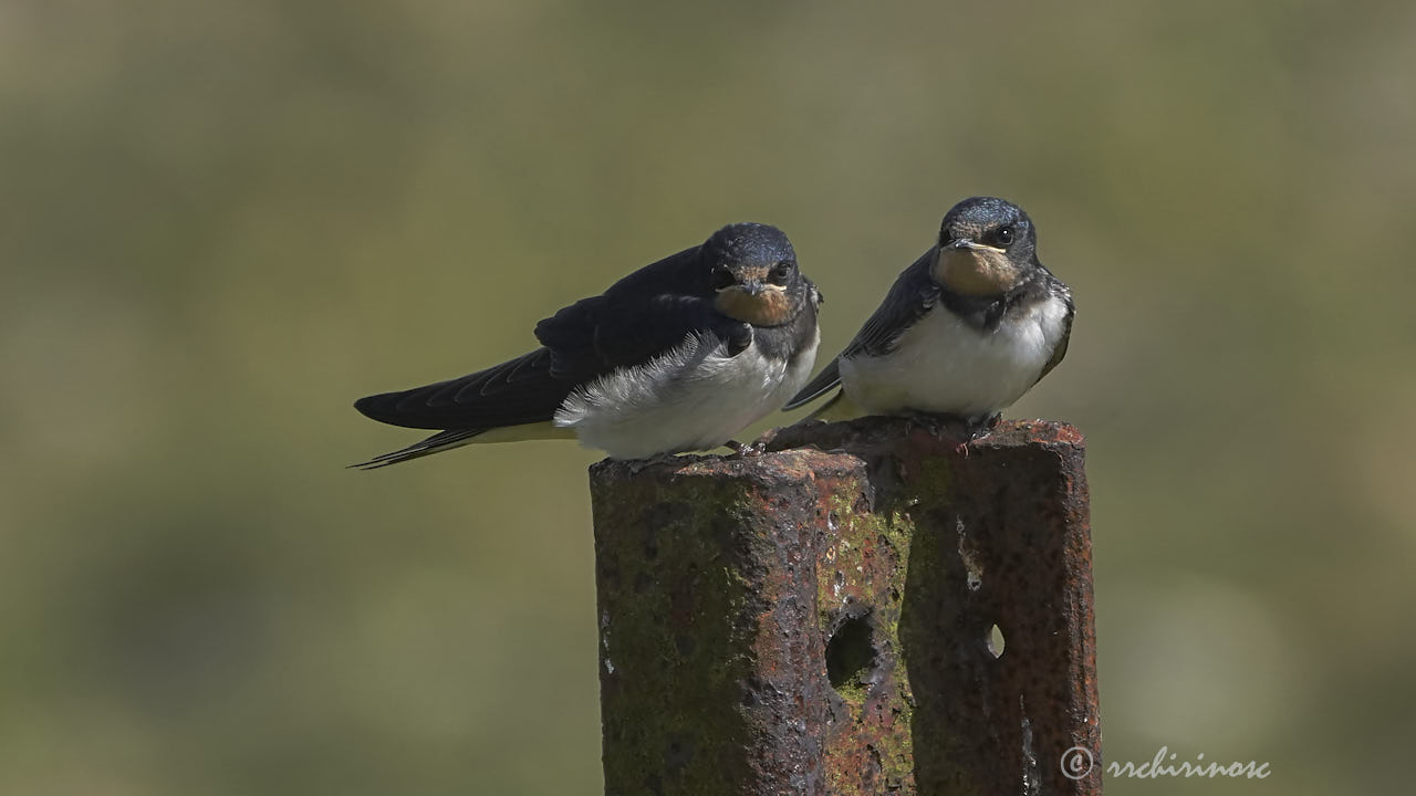 Barn swallow