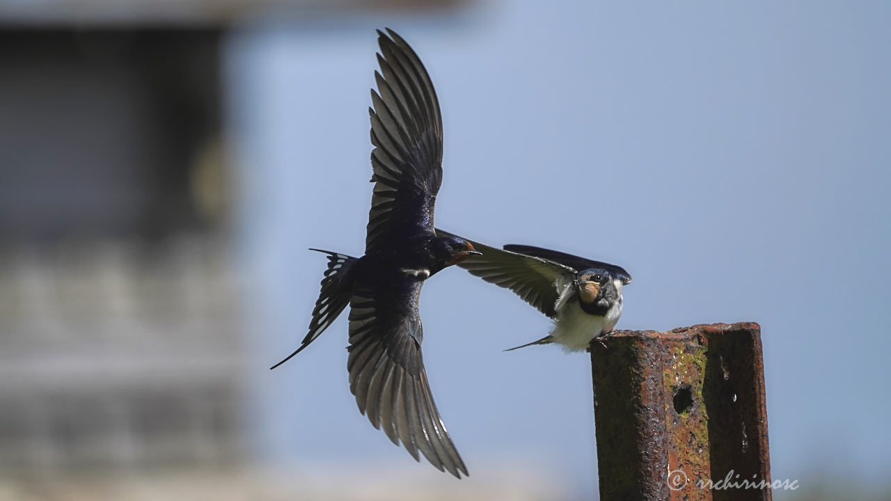 Barn swallow