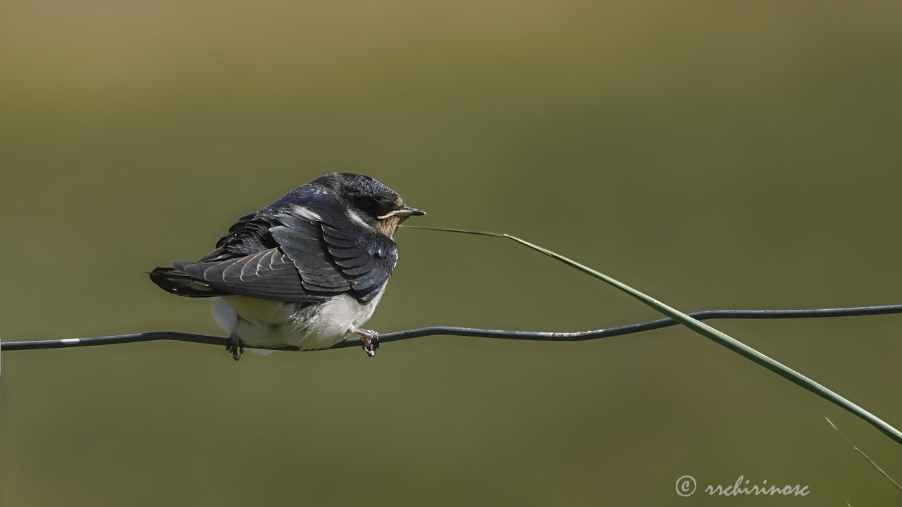 Barn swallow