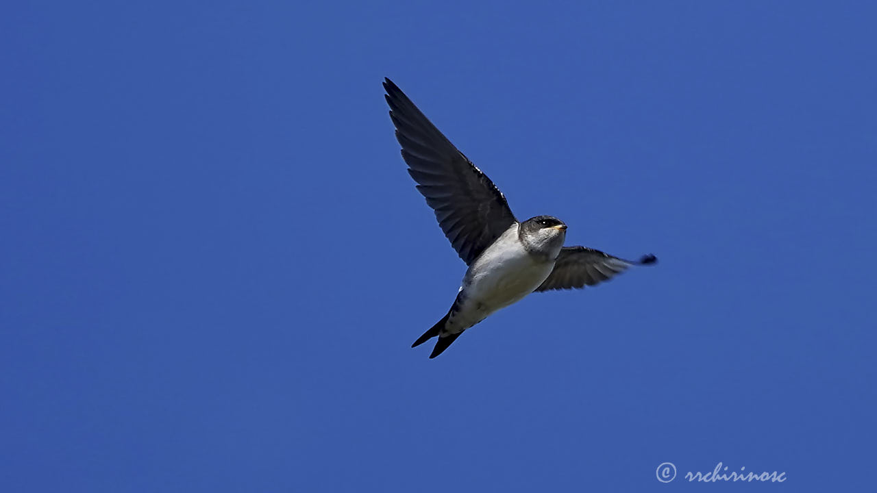 Barn swallow