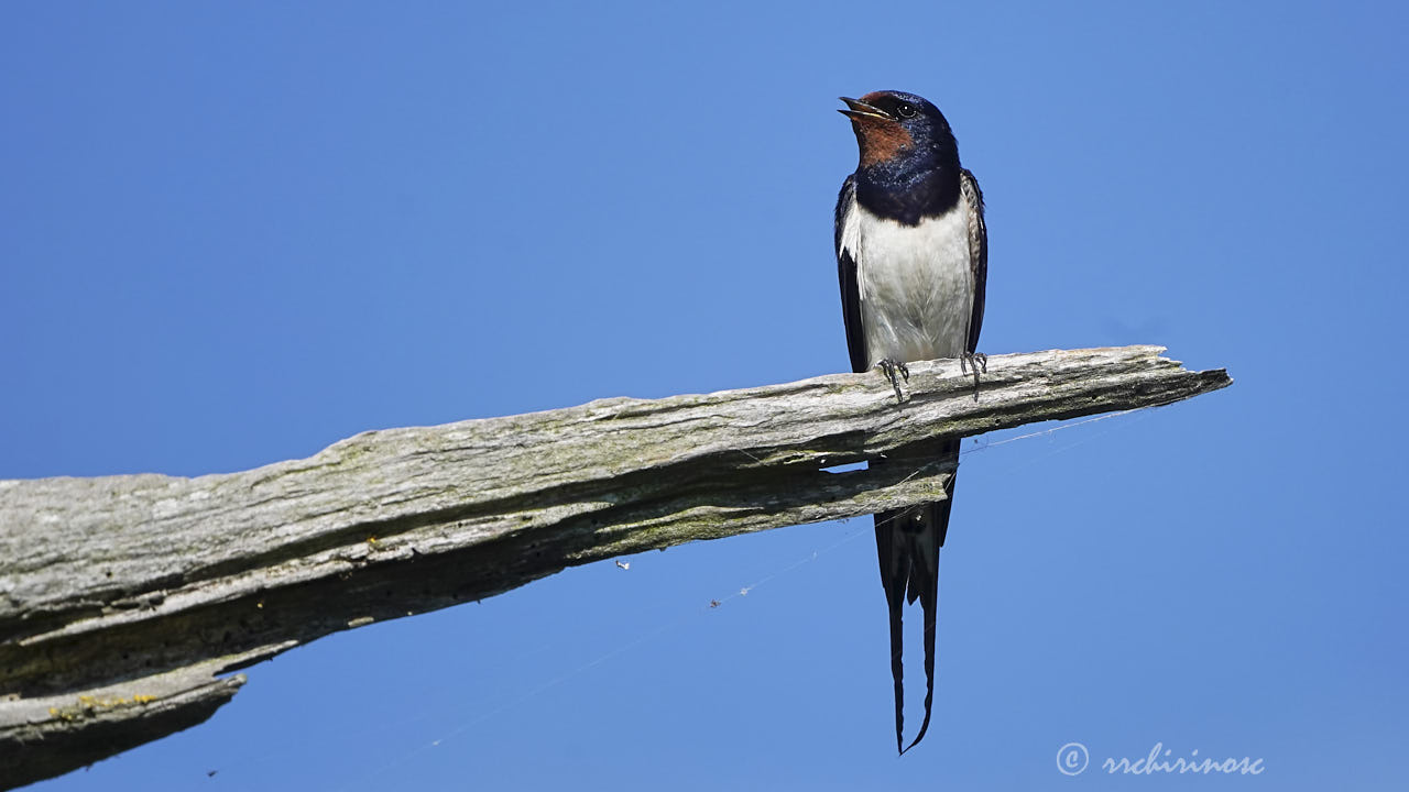 Barn swallow