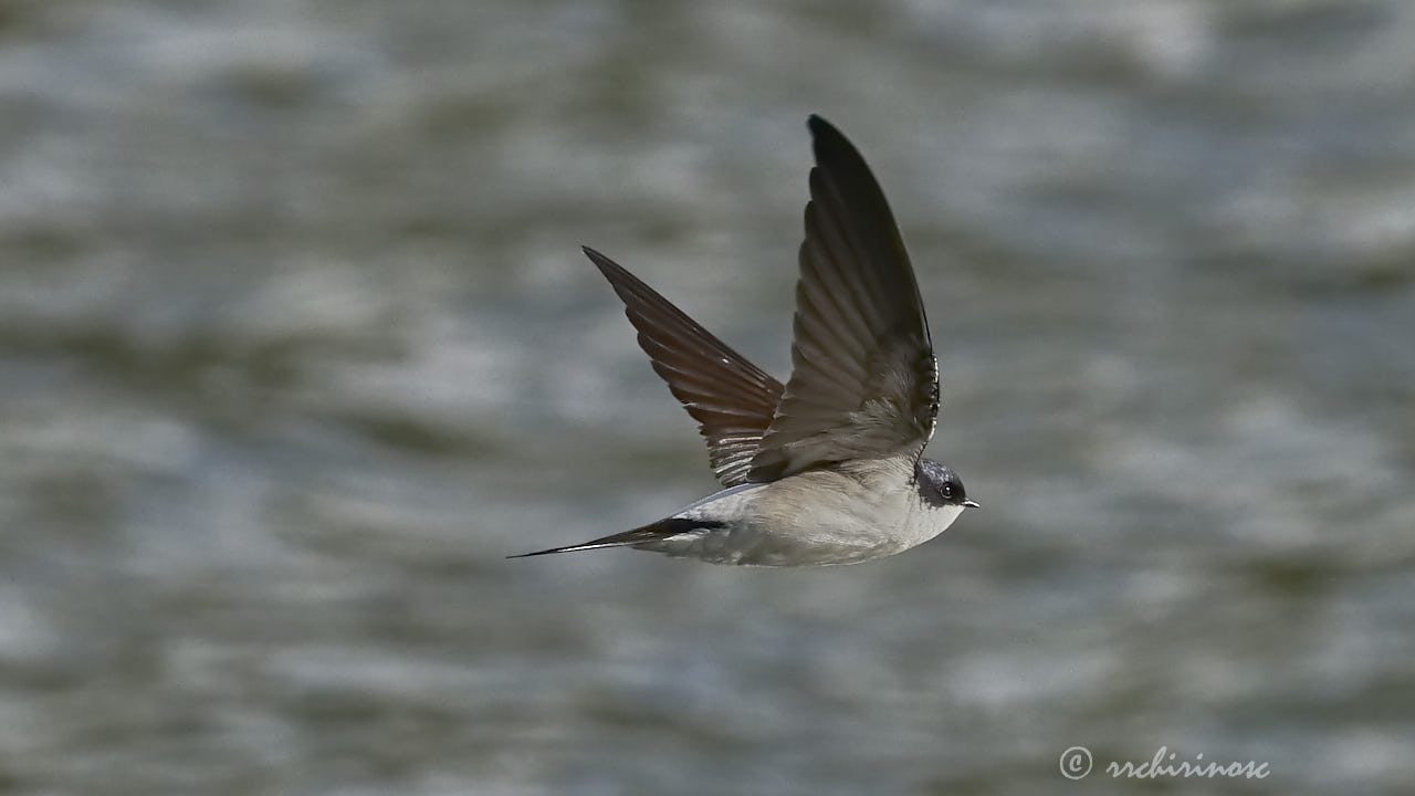 Barn swallow