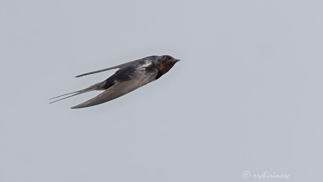 Barn swallow