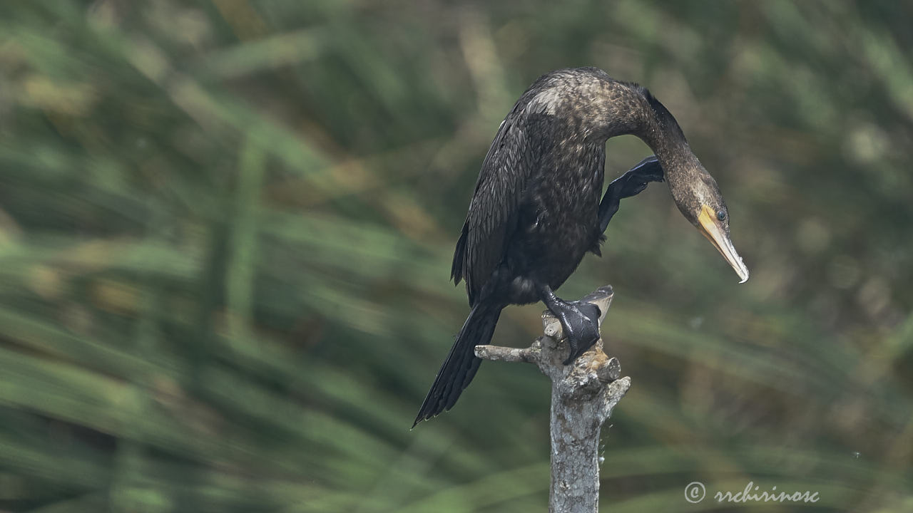 Neotropic cormorant