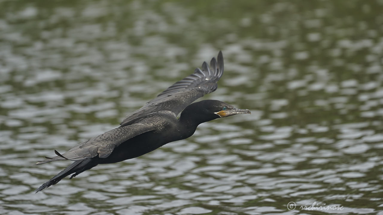 Neotropic cormorant