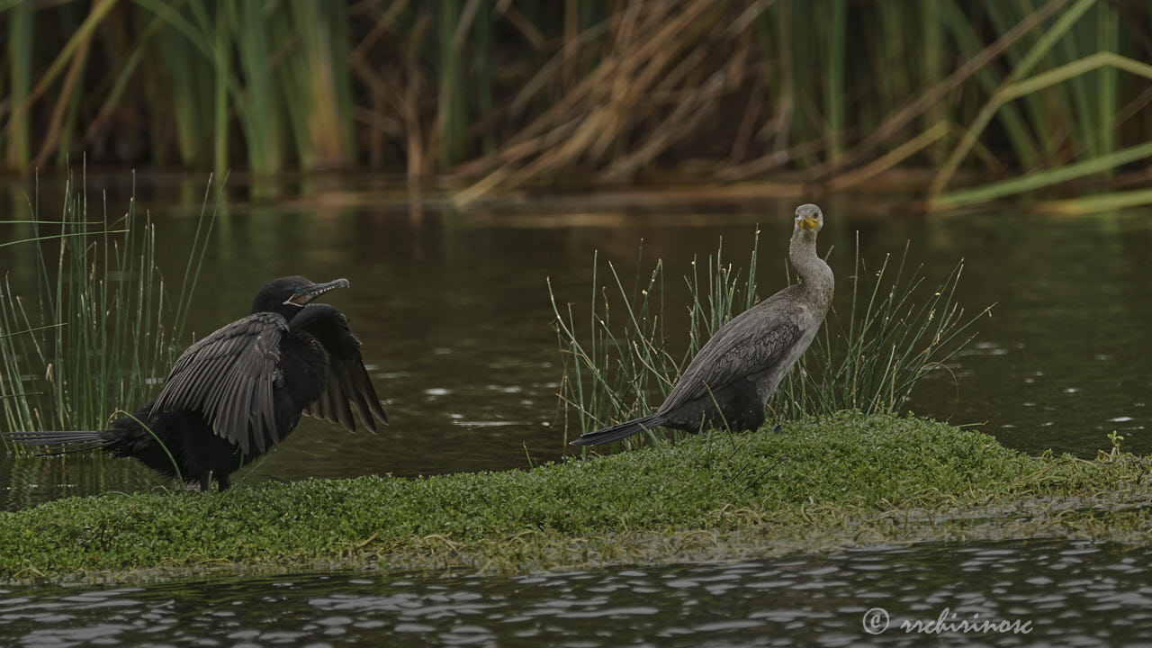 Neotropic cormorant