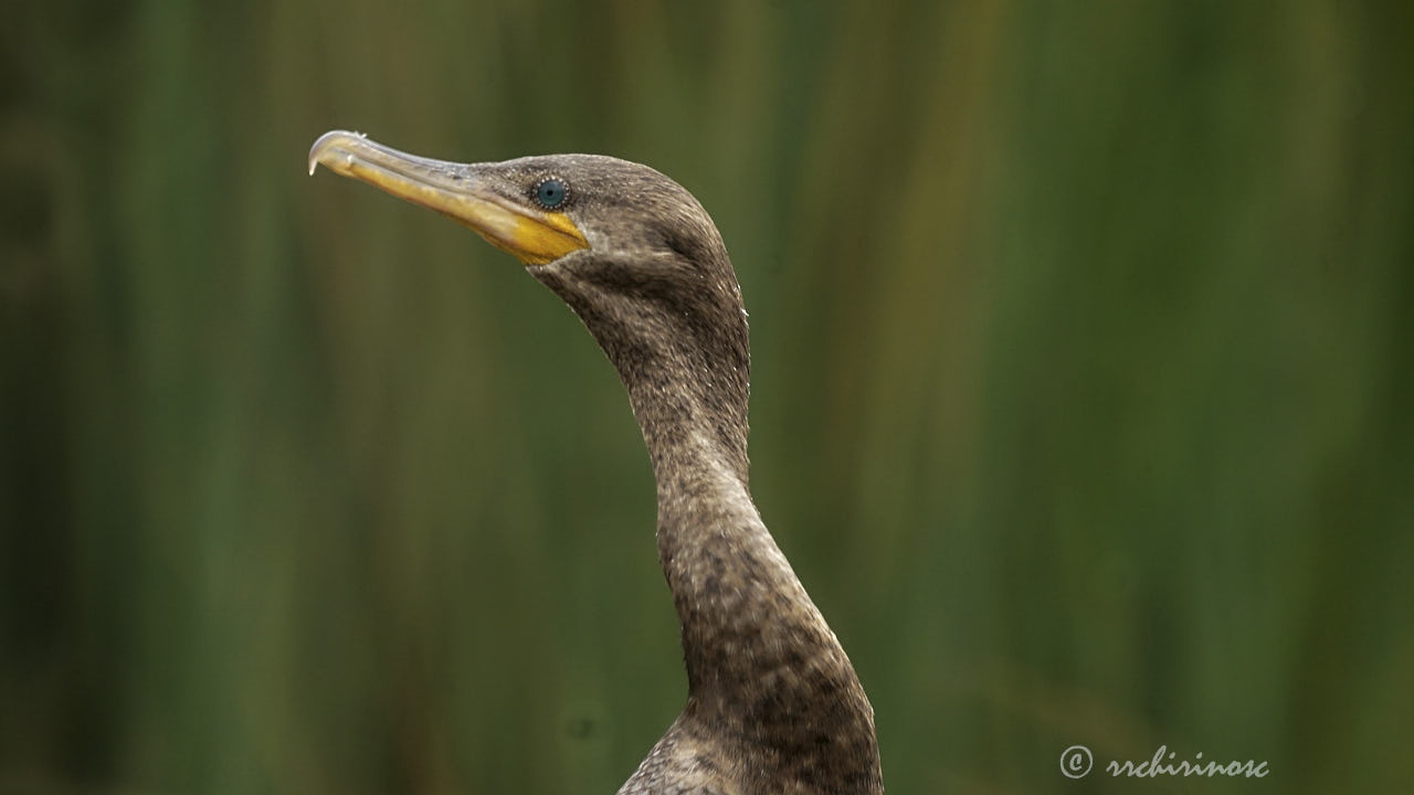 Neotropic cormorant