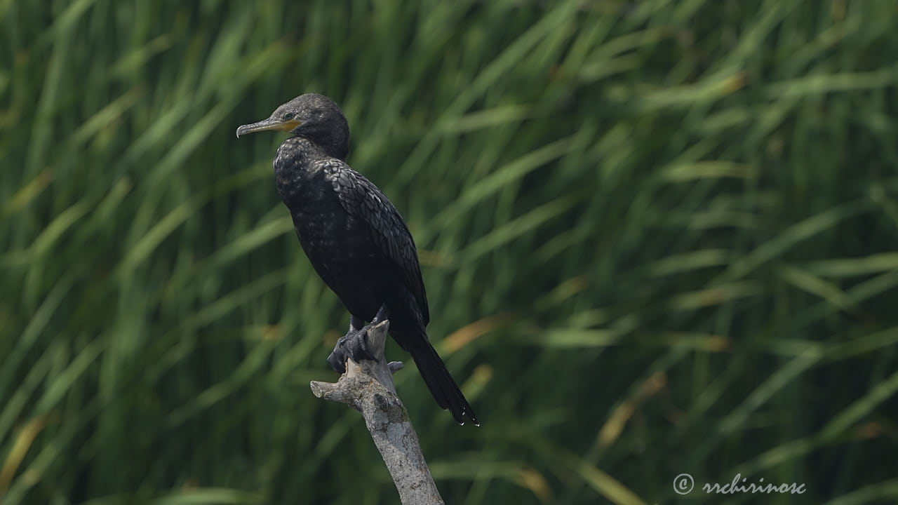 Neotropic cormorant