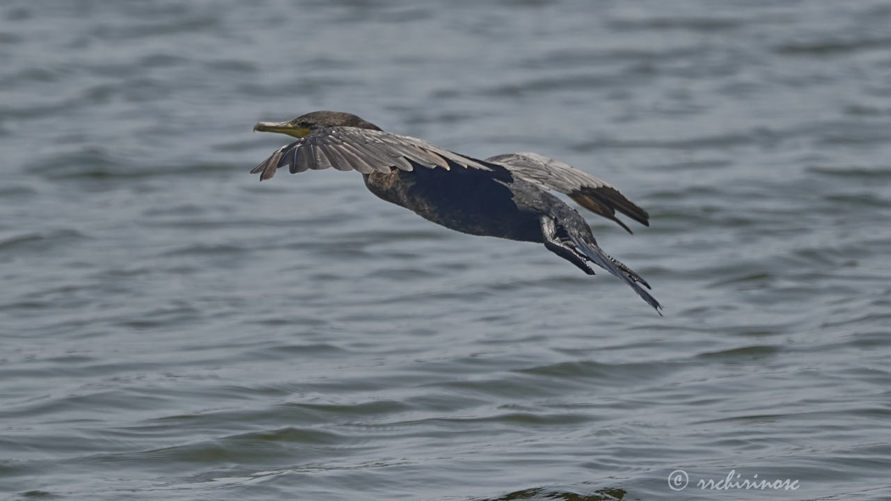 Neotropic cormorant