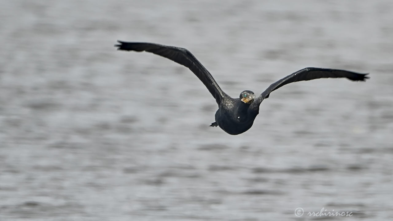 Neotropic cormorant