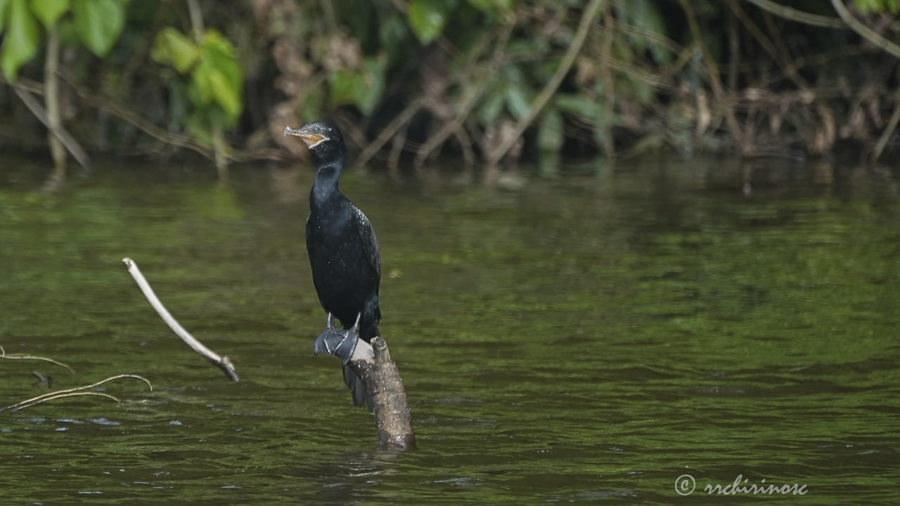 Neotropic cormorant