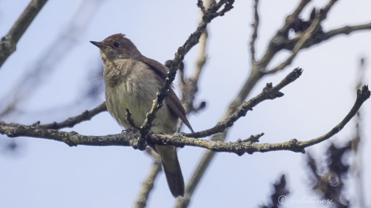 Thrush nightingale