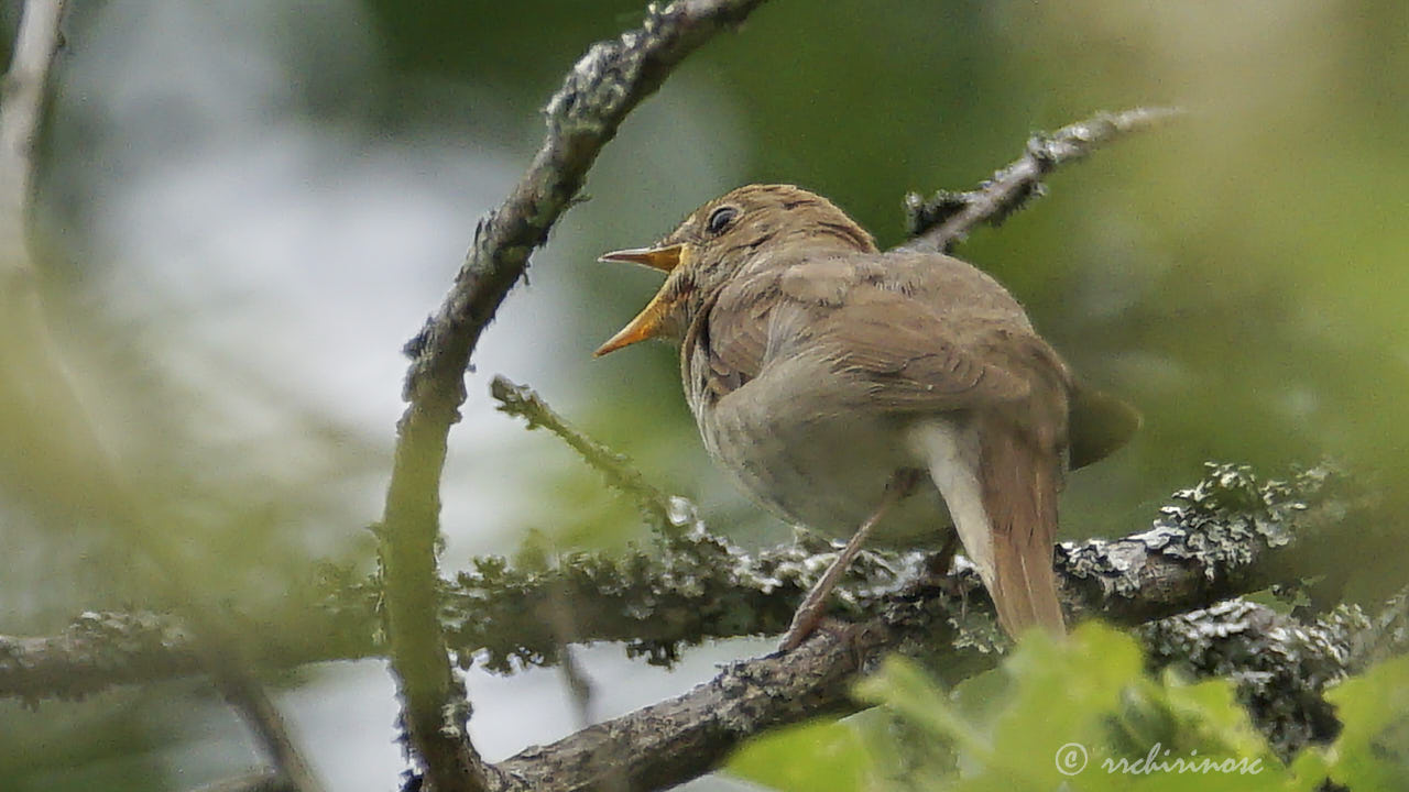 Thrush nightingale