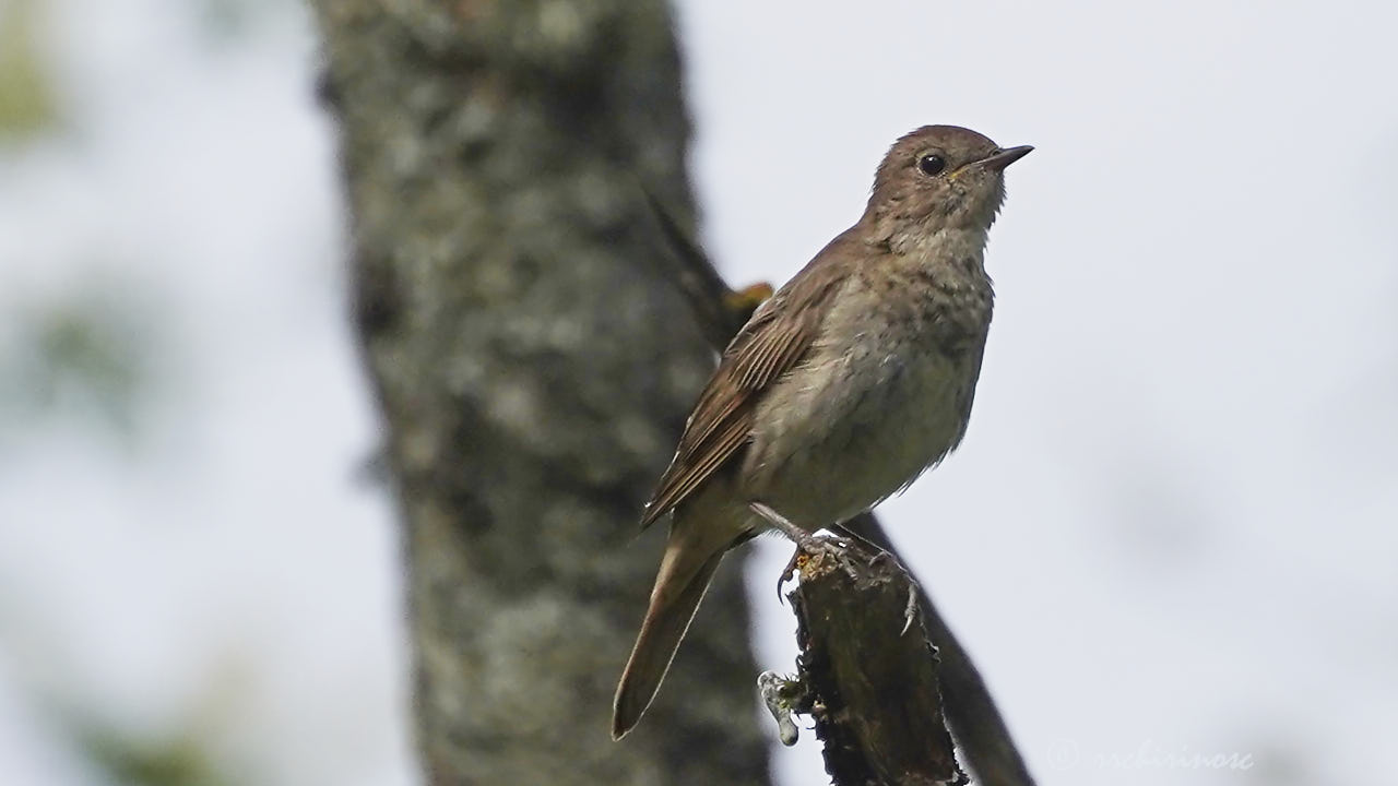 Thrush nightingale