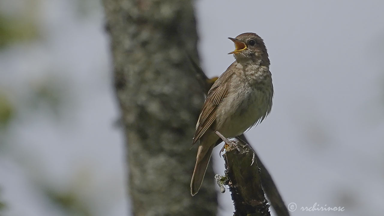 Thrush nightingale