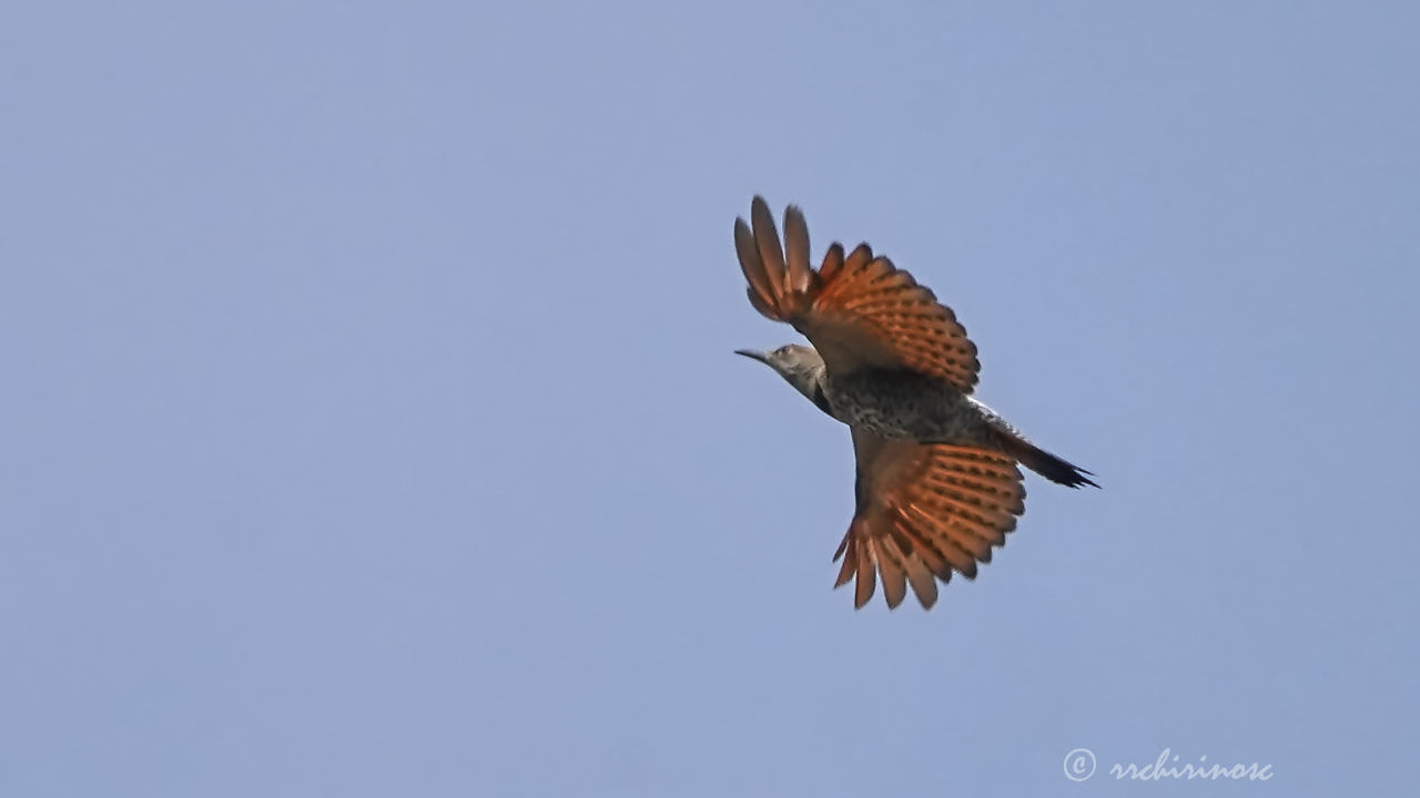 Northern flicker