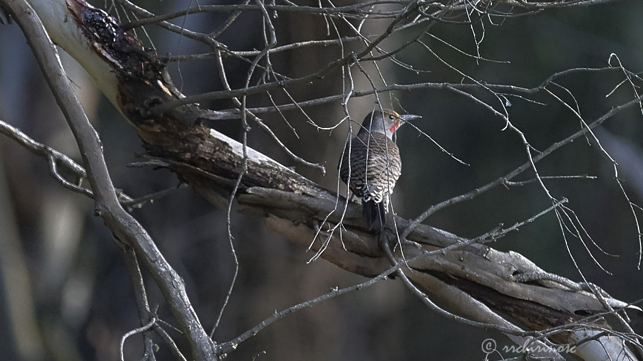 Northern flicker