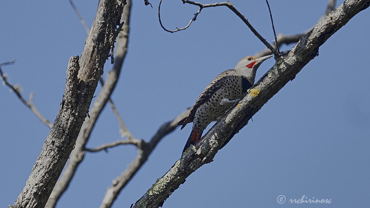 Northern flicker