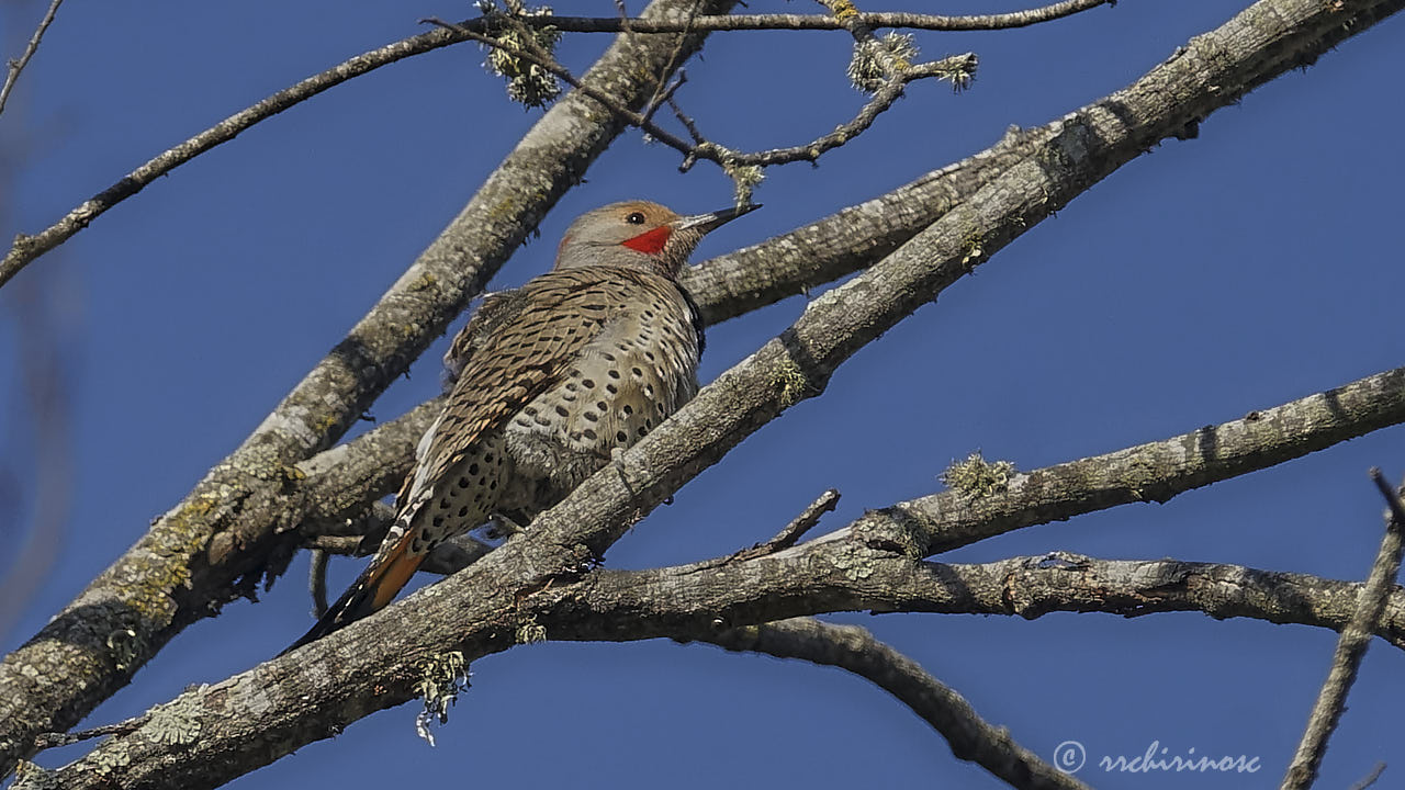 Northern flicker