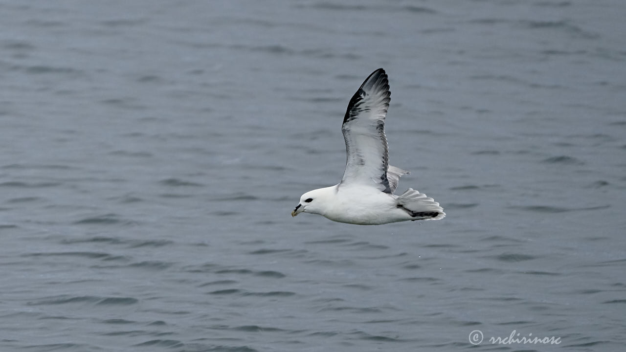 Northern fulmar